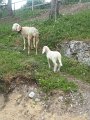 Camp 13 Sabri (56)